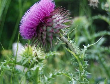 Γαϊδουράγκαθο: Το μυστικό που «κρύβει» για την υγεία μας